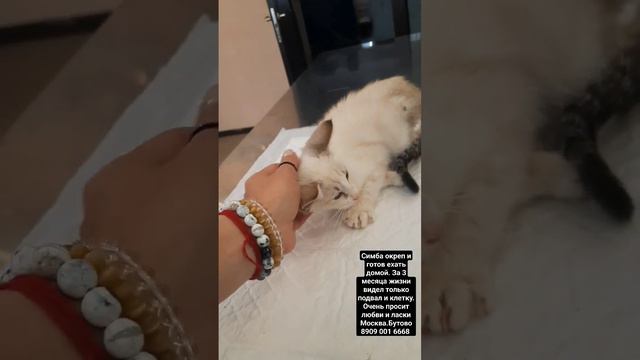 #котвдар #котизм #нужнапомощь #москвасейчас #ищутдом #вдобрыерукимосква #помогатьлегко #бутово