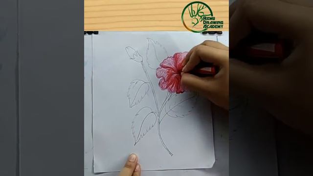 How to draw a china rose /Hibiscus flower. смотреть онлайн