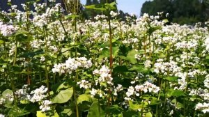 Гречиха как сидерат и медонос