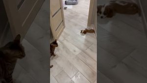 Наш малыш Атос в новой семье. Дружба кошки с собакой 😅 кавалер кинг чарльз спаниель