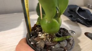 Мои новинки Laelia purpurata var carnea,Laelia lucasiana, Phrag.Andean Tears...