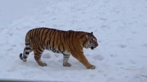 Тигры играют в догонялки🐯🐾 ПАРК ЗЕМЛЯ ПРАЙДА 🌿