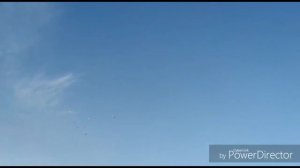 Узбекские бойные голуби 2 (молодая голубка/гребля/тяга/столб)  #Alex_Albrandt