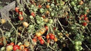 РЕНЕТ - САМЫЙ ВЫНОСЛИВЫЙ СОРТ ТОМАТА. Ольга Чернова 3 августа.