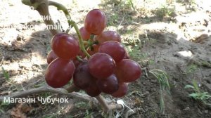 Виноград ФАВОР - участок Пузенко Натальи Лариасовны