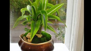 Как размножить драцену.  Часть 1