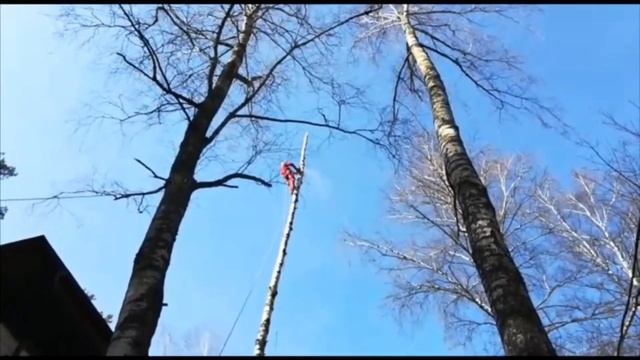 Арбористика, спил деревьев