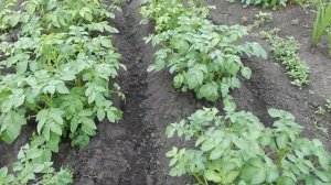 Мотокультиватор "Крот-Ом" с окучником