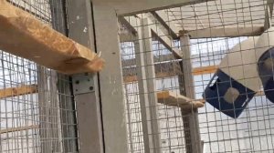 Бакинские голуби мраморные в Москве. Baku pigeons grizzled in Moscow +79255022509