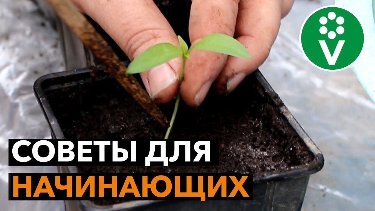 ПИКИРОВКА РАССАДЫ ПЕРЦА без ошибок!