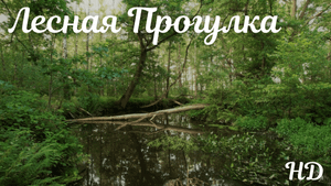 Расслабляющая Музыка - Лесная прогулка