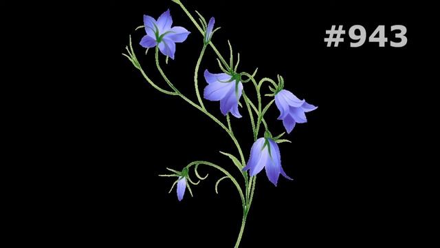 #943. Колокольчики - очень красивые цветы смотреть онлайн