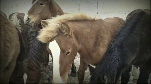 Жеребёнок русский тяжеловоз