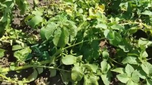 Картофель Пикассо,Белла Роса. Июль