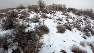 Охота на зайца с курцхааром. Январь 2020