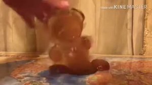 Желейный Медведь Желтобрюх-новый герой канала. Юбилей.