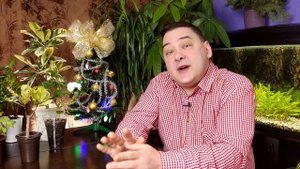 Хойя. Уход в домашних условиях и секреты цветения