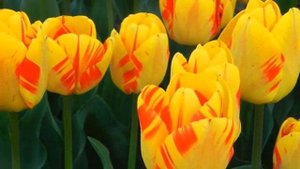 Выращивание Тюльпанов в теплице как бизнес идея