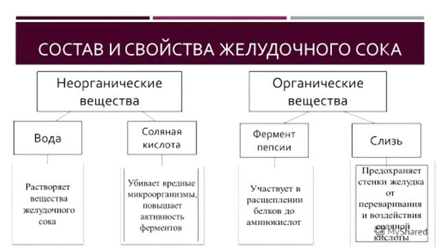 Пищеварительная система человека.Лекции для младшего медперсонала и школьников #леканат #биологияег