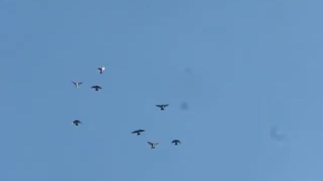 полет голубей-весна смотреть онлайн