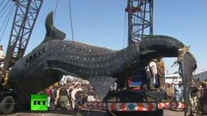 Поймана гигантская китовая акула Шок