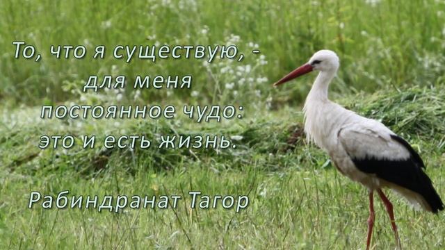 Светлячки 4