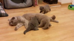 Семейство.... #котики #скотишфолд #кот #красота