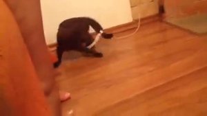 Скоттиш фолд шоколад