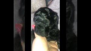 МАЛЬТИПУ щенки! Какие они в 1 месяц жизни.. Чёрные МАЛЬТИПУшки, карамель, крем..