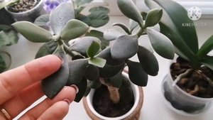 КОМНАТНЫЕ ЦВЕТЫ. Обзор цветов на кухонном подоконнике.