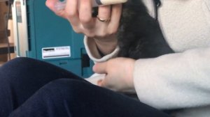 Мы кормим котят, потому что кошка ушла погулять и на весь день оставила малышей одних. ?