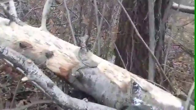 Солонец для зайчика.