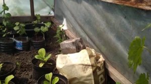 Виноград Кеша-2 поймал мильдью , общее состояние винограда супер-экстра и Аркадия на 30 мая.