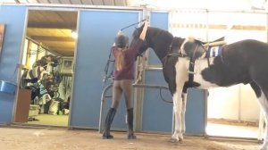 how to brush a horse before you ride.