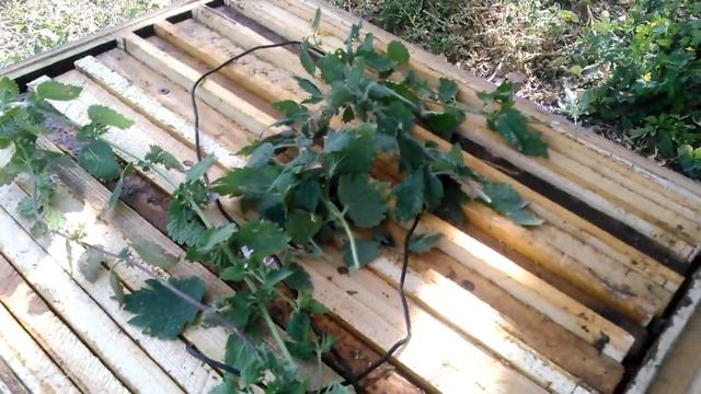 ?Моли на пасеке НЕТ ?%. Безплатное средство от восковой моли. Пчеловодство, пасека, медосбор 2019 смотреть онлайн