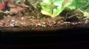 Планарии в креветочнике . No-Planaria .