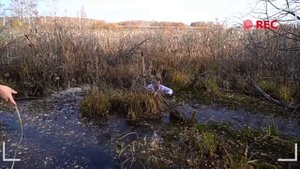 ??как выбраться из болота | нарезки из канала ИТС мамикс??