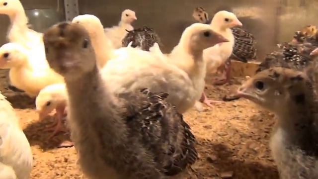 Цыплятки индюшатки малышатки... Маленькие цыпочки наслаждаются жизнью. смотреть онлайн