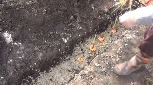 Высаживаем проросшие гладиолусы.