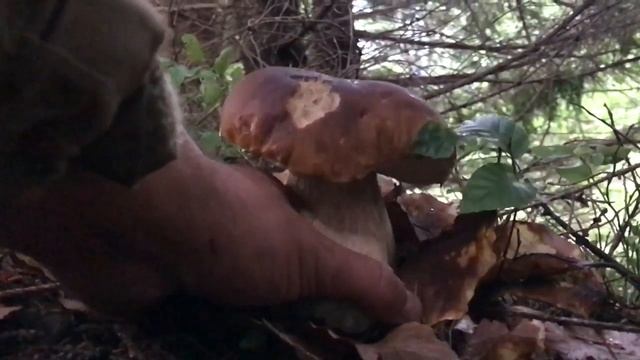 24 вересня 2017 р. смотреть онлайн