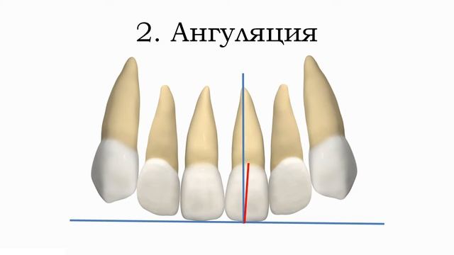 6 ключей окклюзии по Эндрюсу