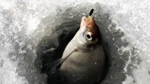 Какие 3 мормышки для зимней рыбалки рыбаки считают лучшими и почему?