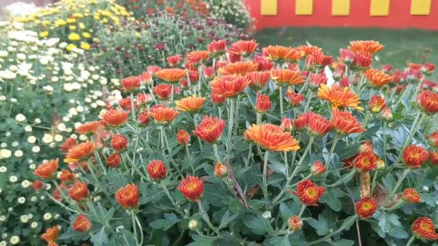 🇩🇪🌸Lahr/Лар Сhrysanthema 2023🤡Circus🎪Фестиваль хризантемы в Германии смотреть онлайн