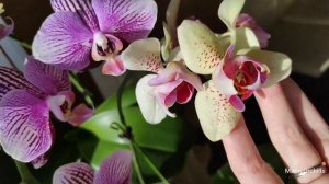 ЖЁЛТЫЕ ОРХИДЕИ: Miki Crown, KS Pride, Spot Leopard, Charmer, Sweet girl, Fairy tail, Grazia orchids