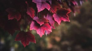 Сура " Марьям " , 19 сура . Чтец Мухаммад аль- Люхайдан