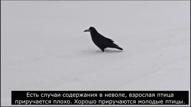 Зимние птицы. Грач на снегу. 24.01.2025