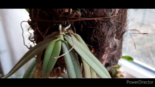 Орхидеи не перестают меня удивлять... обзор... смотреть онлайн