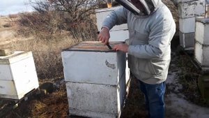 Пчеловодство | Зимой меняем дно улья | Смотрим гнездо пчел | 669. 00