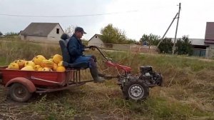 Перевозим тыквы, мотоблок мб-90.
