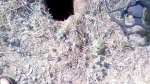 Тесоро Лобо. Тест в грунте.